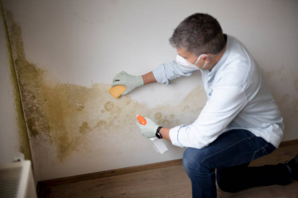 Best Mold Damage Restoration  in Callaway, FL