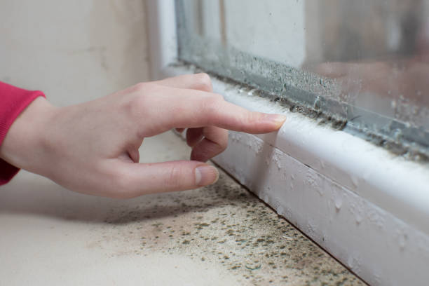 Best Mold Prevention Services  in Callaway, FL